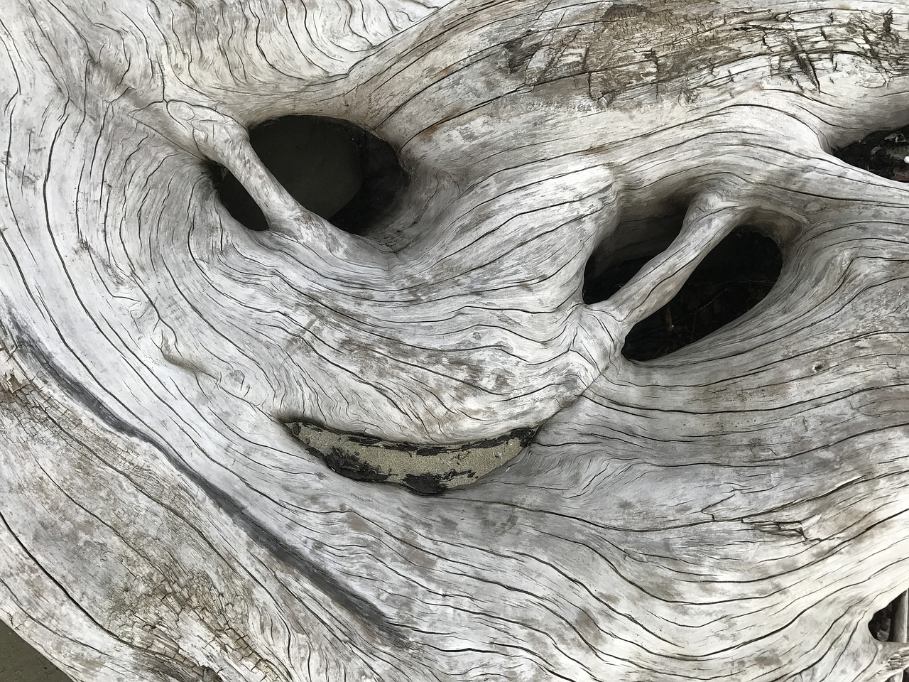 Image - driftwood nature texture alien