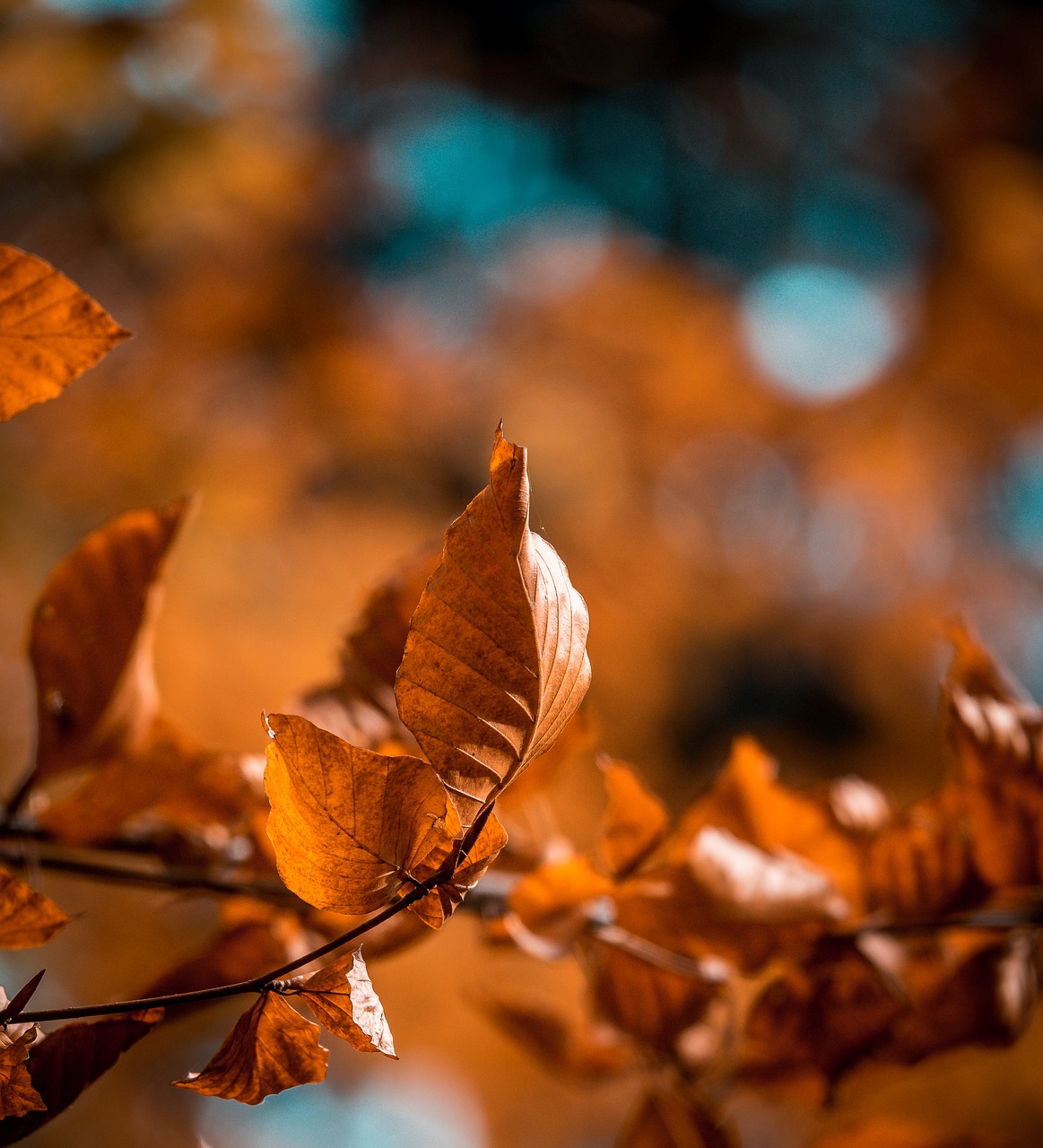 Image - leaves leaf forest autumn bokeh