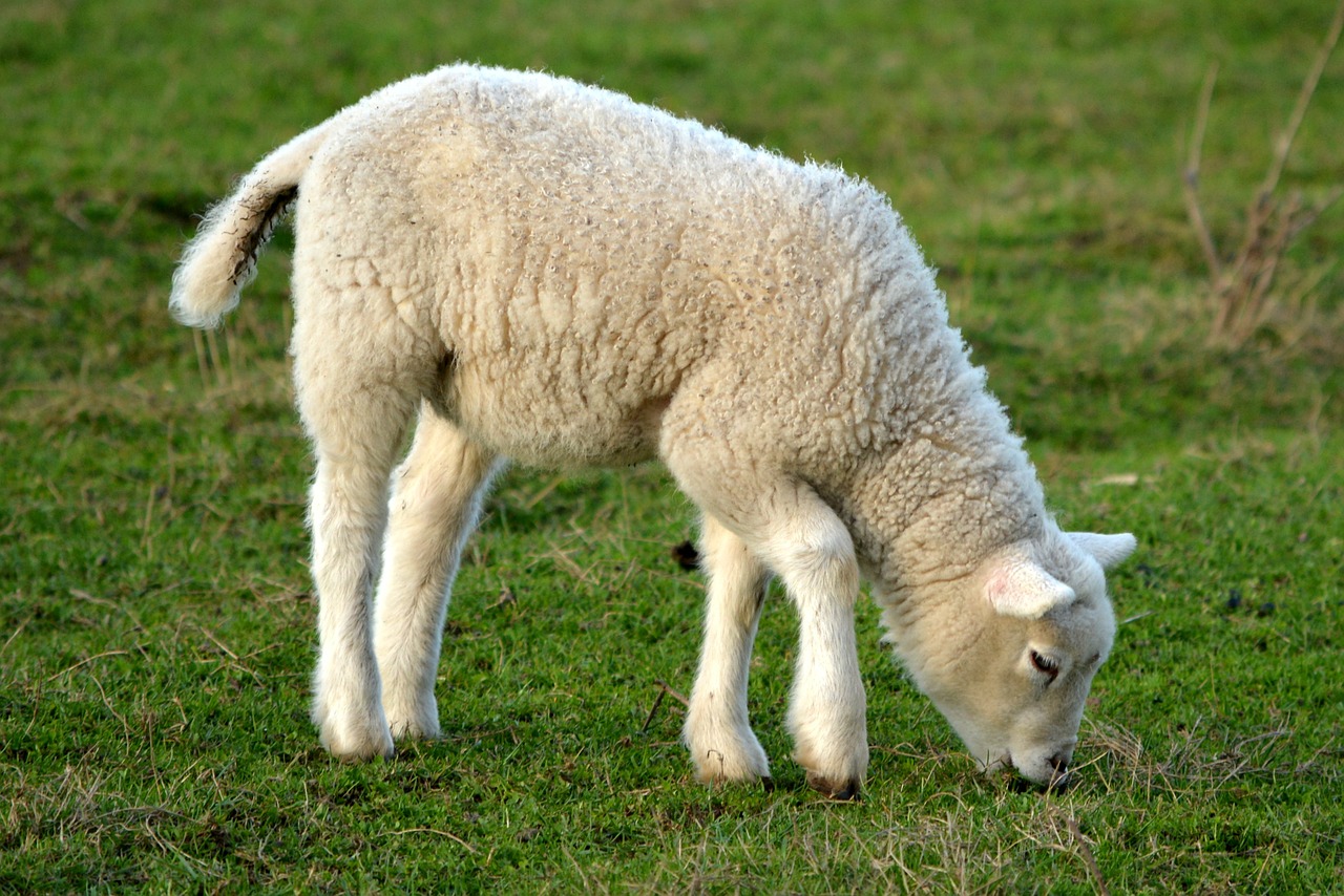 Image - lamb spring nature animal