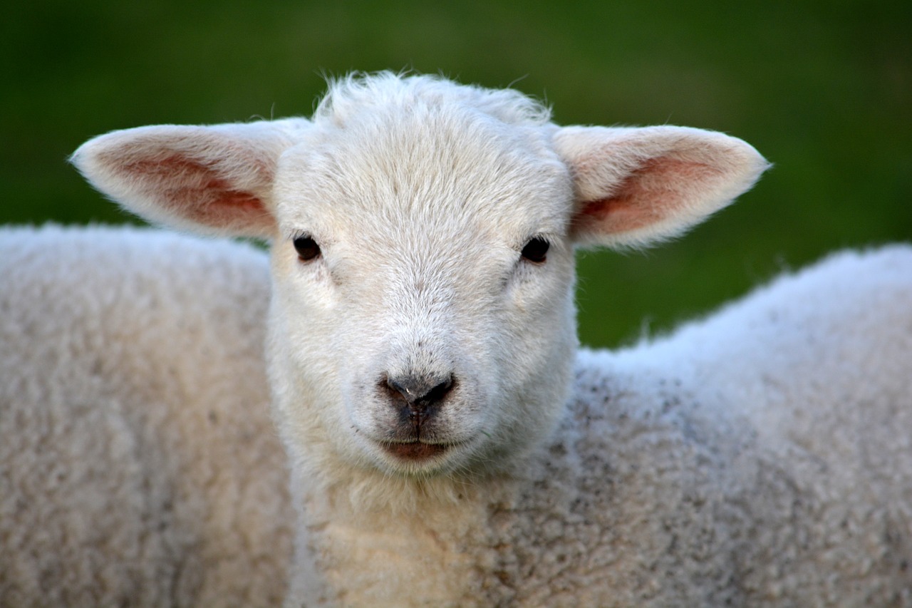 Image - lamb spring nature animal