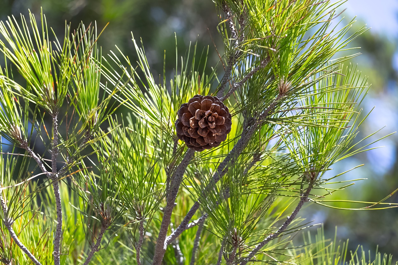 Image - pine cone nature tree coniferous