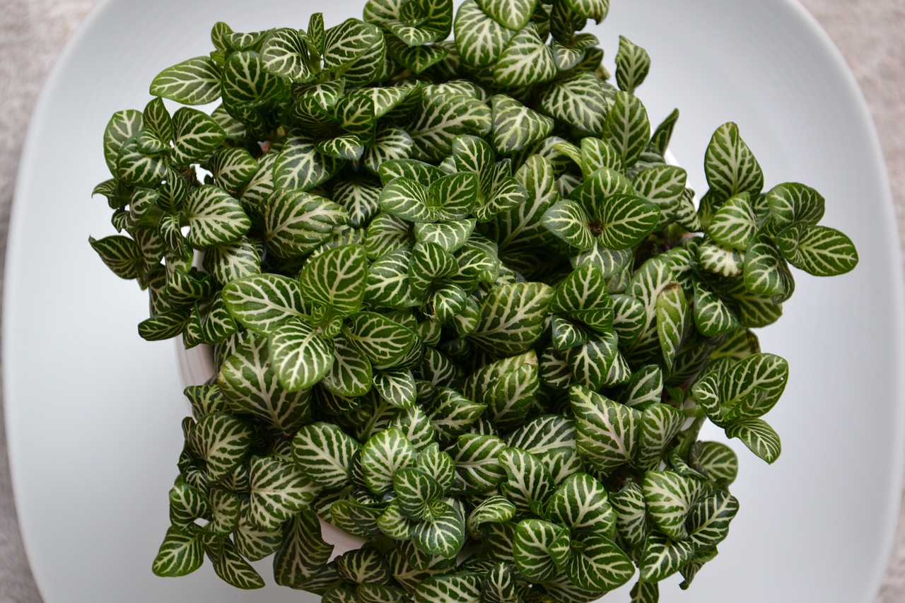 Image - fittonia houseplant flower