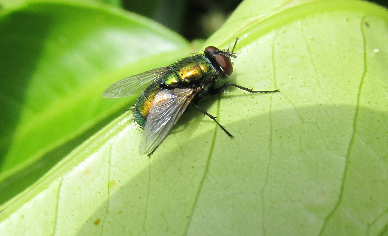 Image - fly insect on leaf