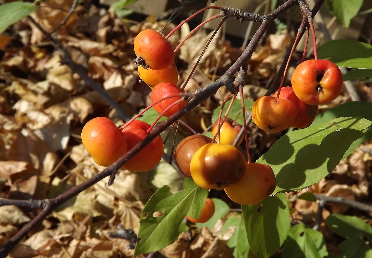 Image - tree autumn fruit heavenly apples