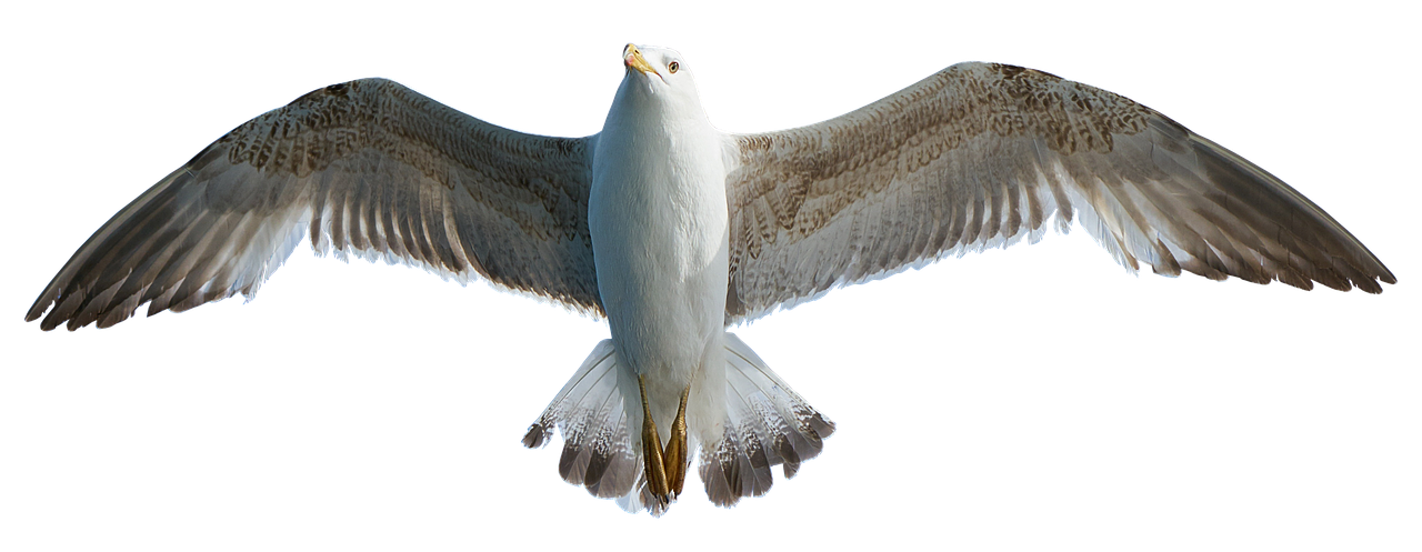 Image - seagull bird animal water bird