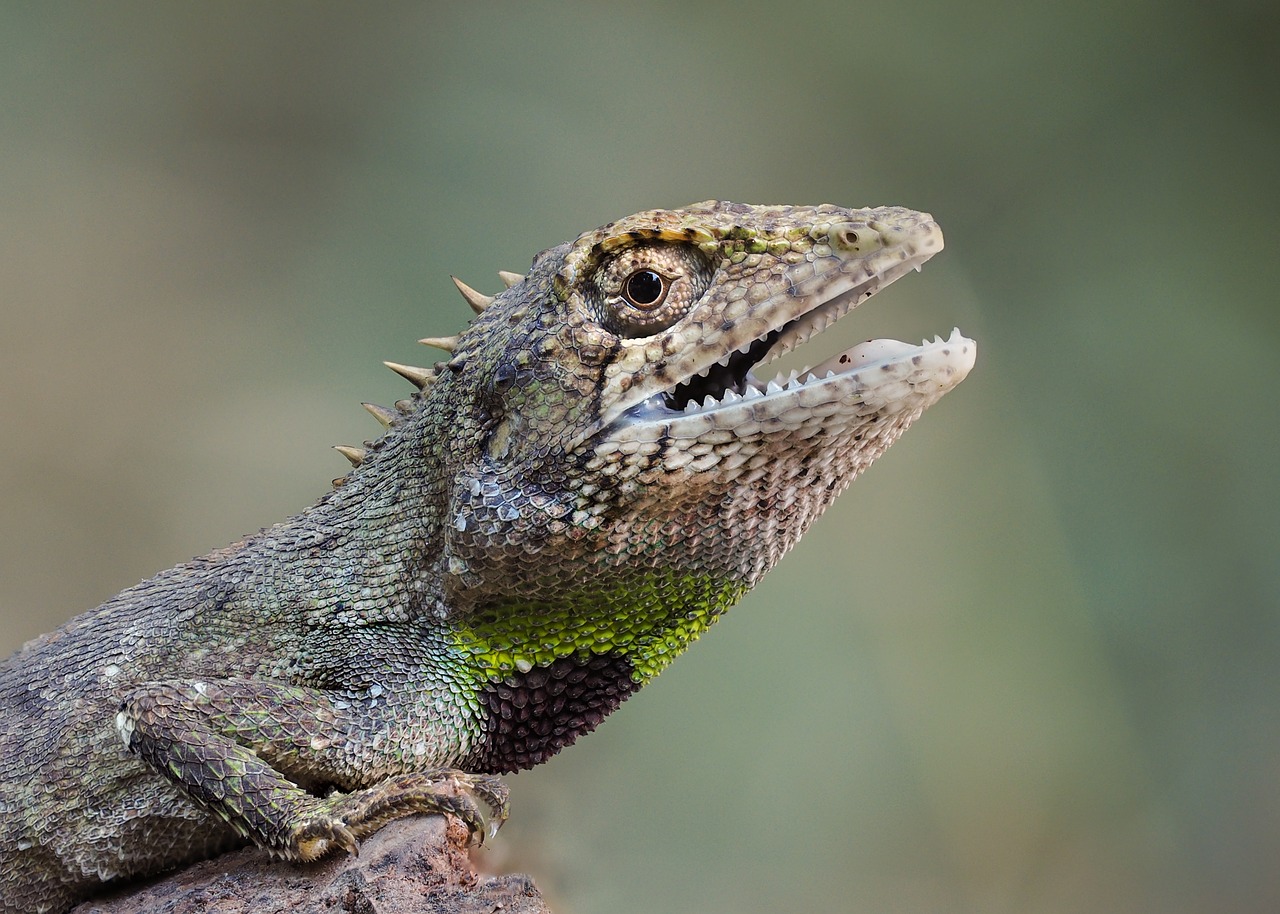 Image - wildlife species of salamanders