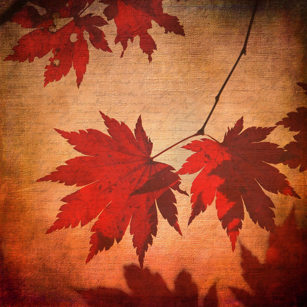 Image - texture background maple