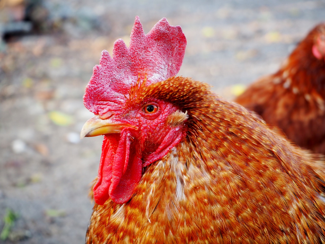 Image - hahn poultry gockel animal bird