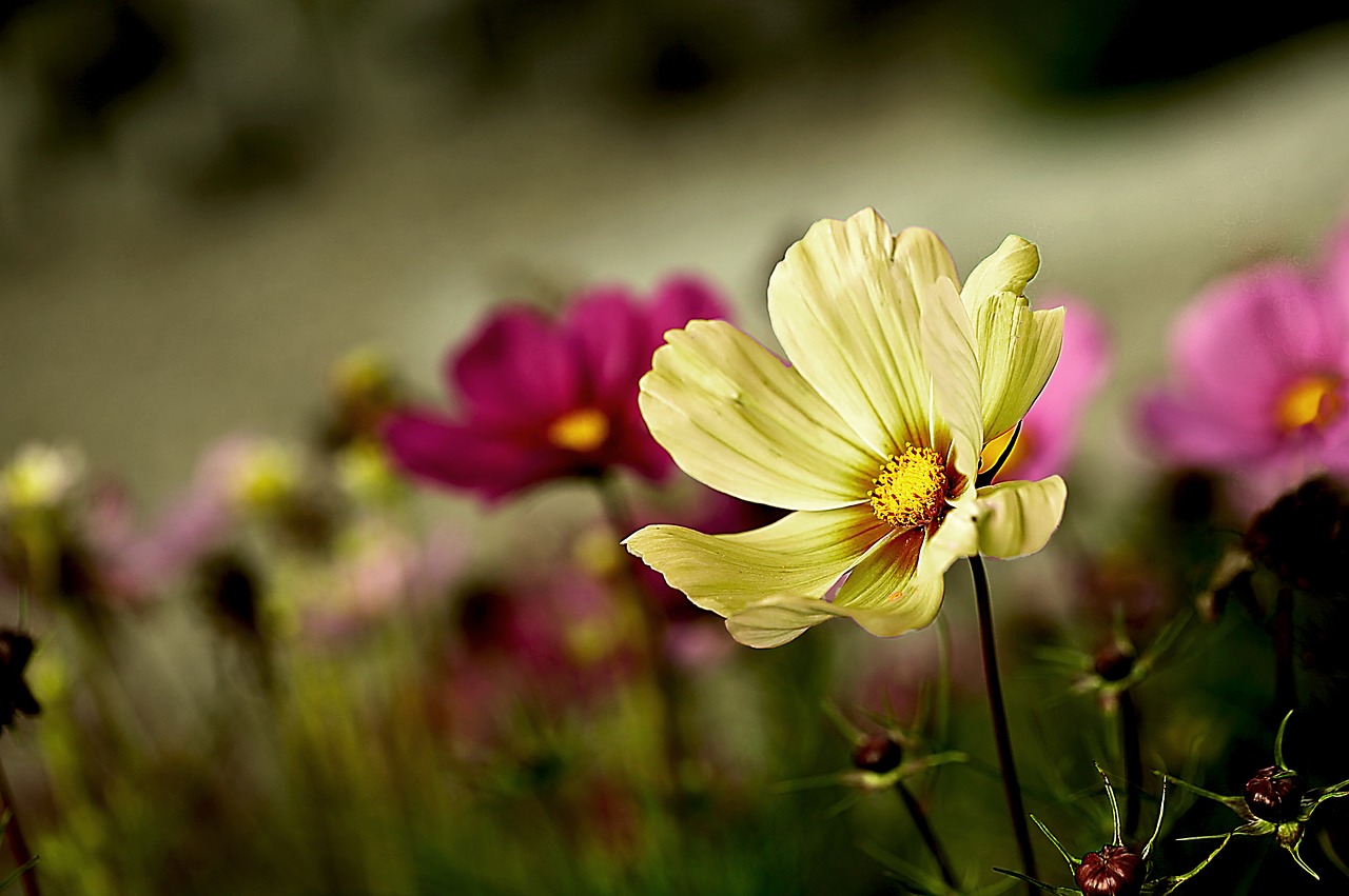 Image - garden flowers space onętek