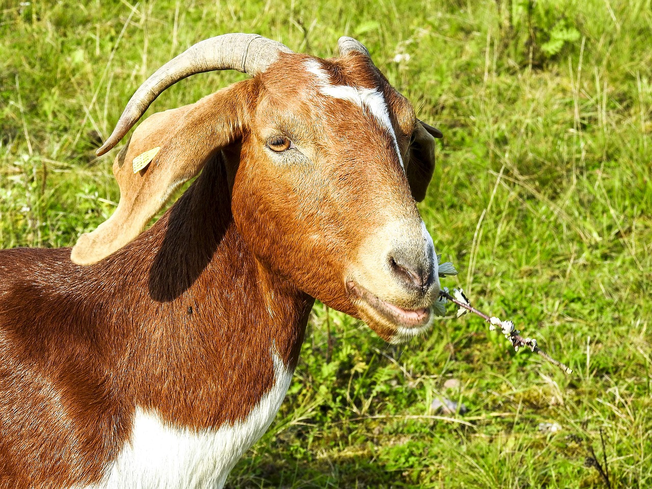 Image - goat boer goat weidetier animal