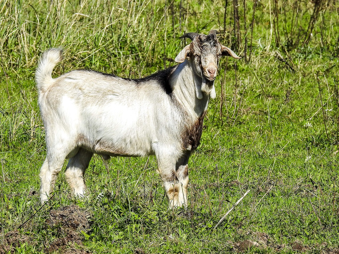 Image - goat boer goat weidetier animal