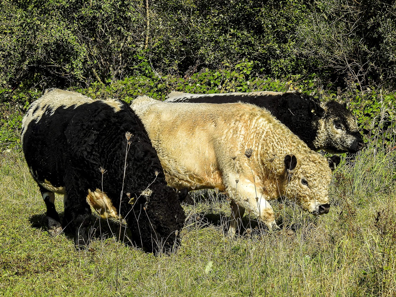 Image - galloway weidetier animal nature