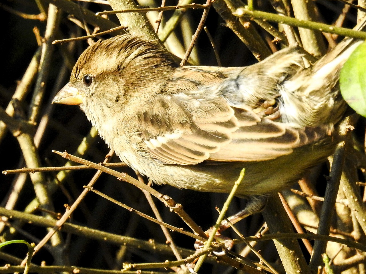 Image - house sparrow sperling bird
