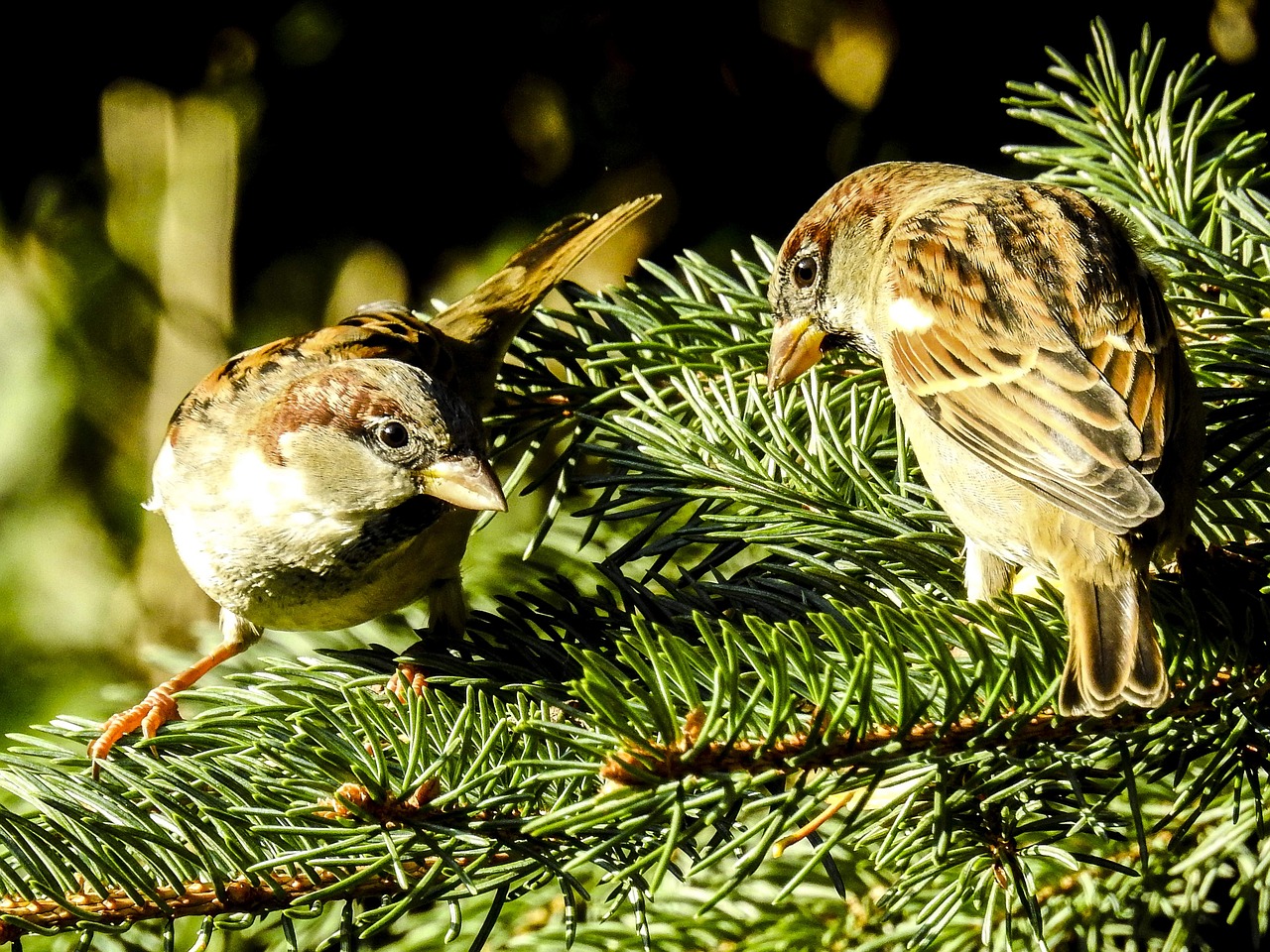 Image - house sparrow sperling bird