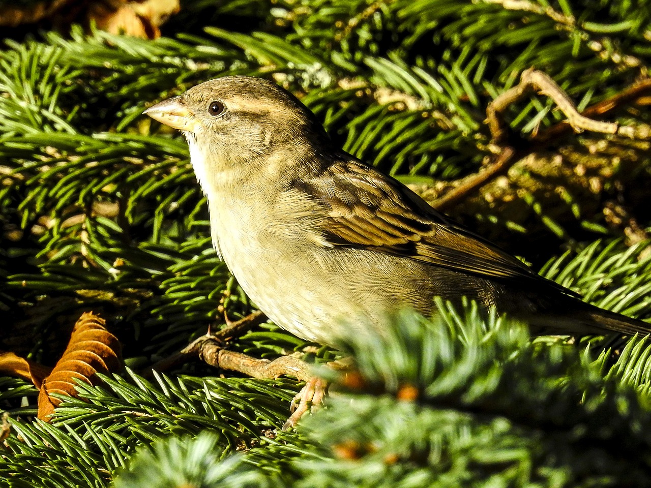 Image - house sparrow sperling bird