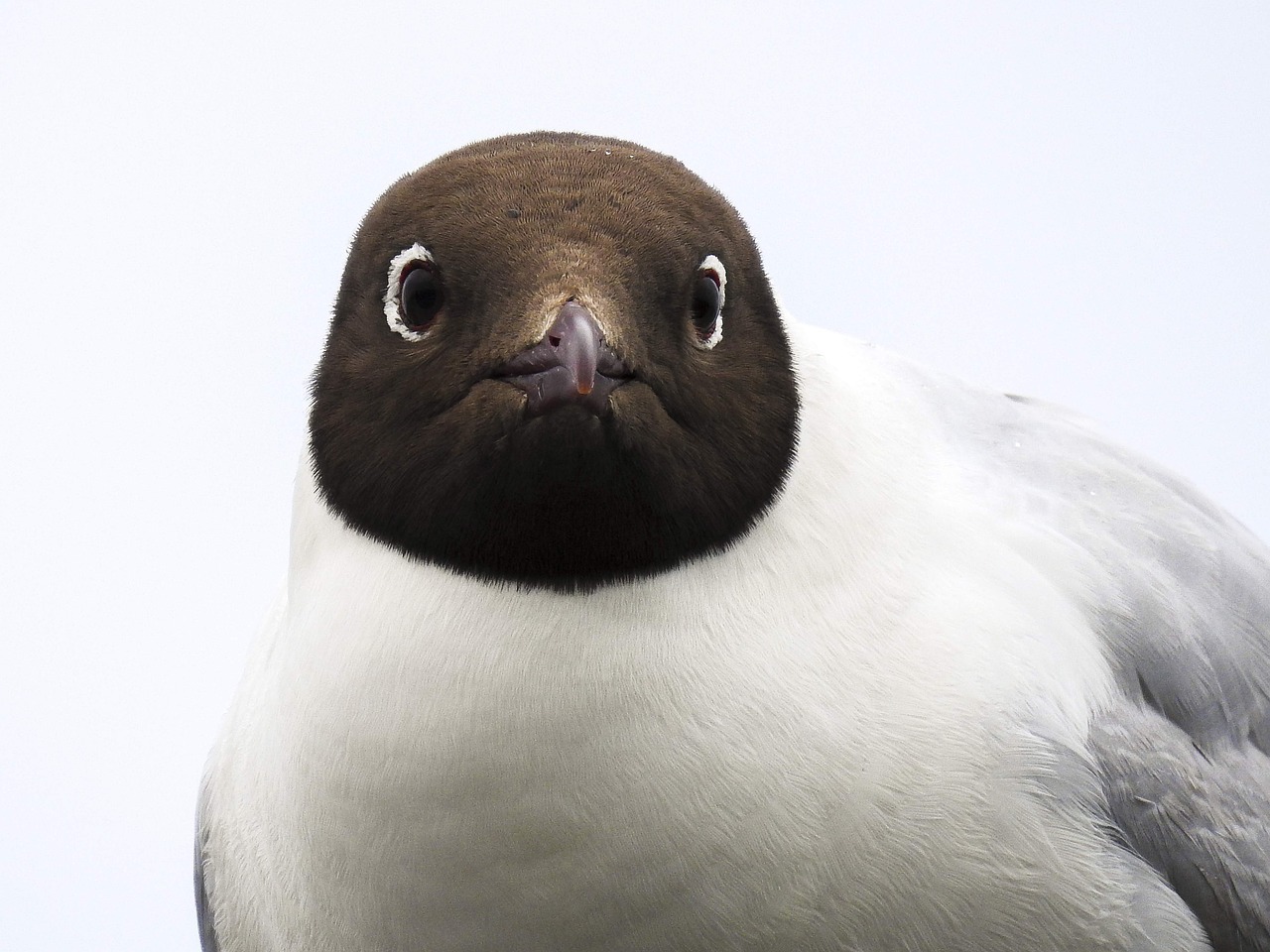 Image - black headed gull seagull bird