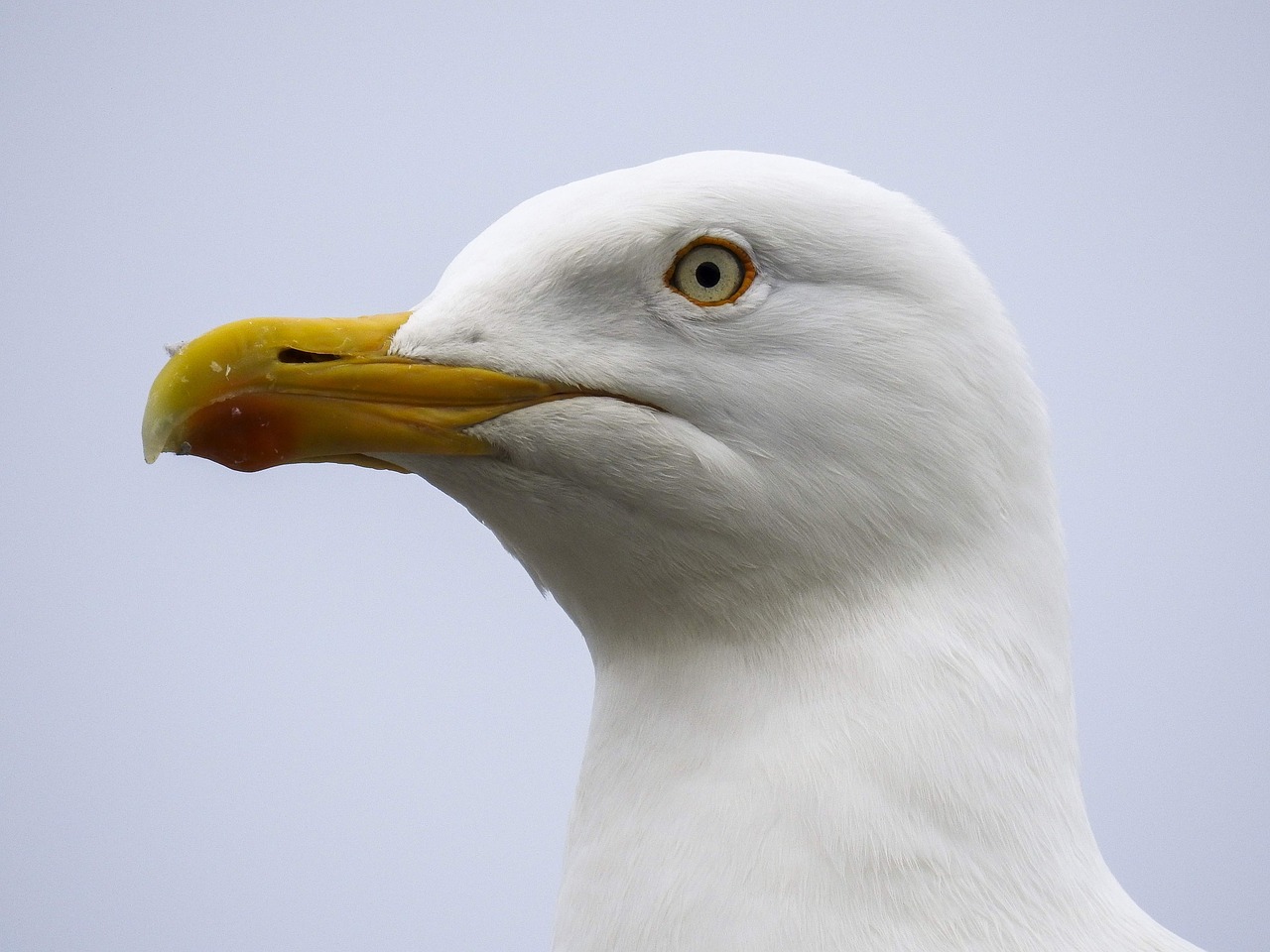 Image - herring gull seagull nature animal