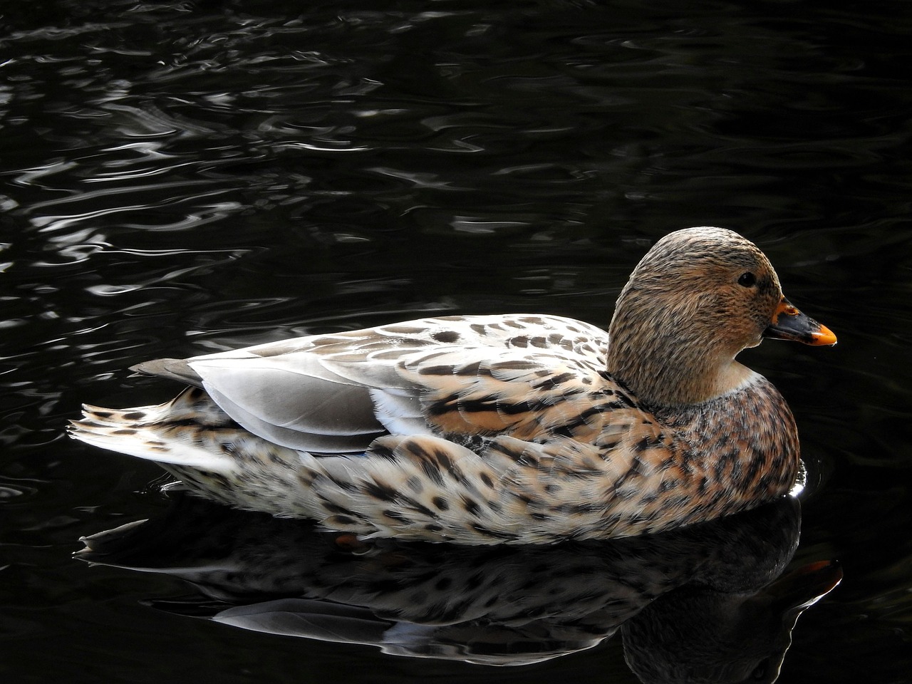 Image - duck pond water bird park