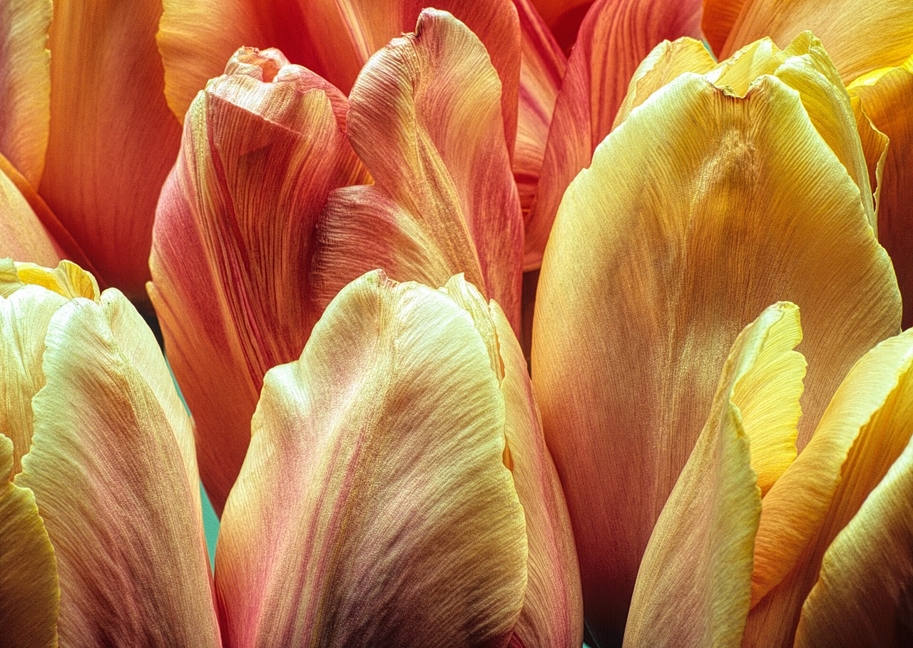 Image - flowers tulips macro bloom orange