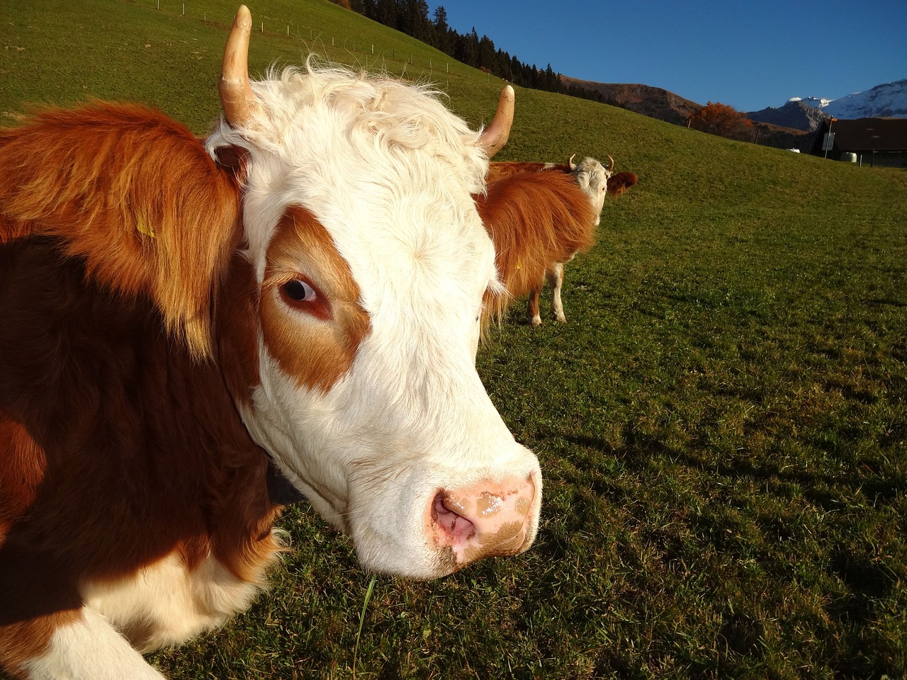 Image - cow simmental cow steering