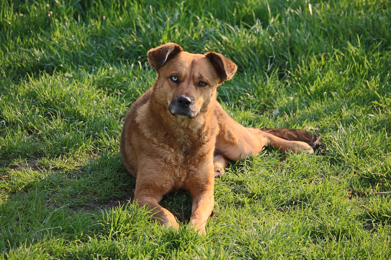 Image - dog lying hybrid lying dog pet
