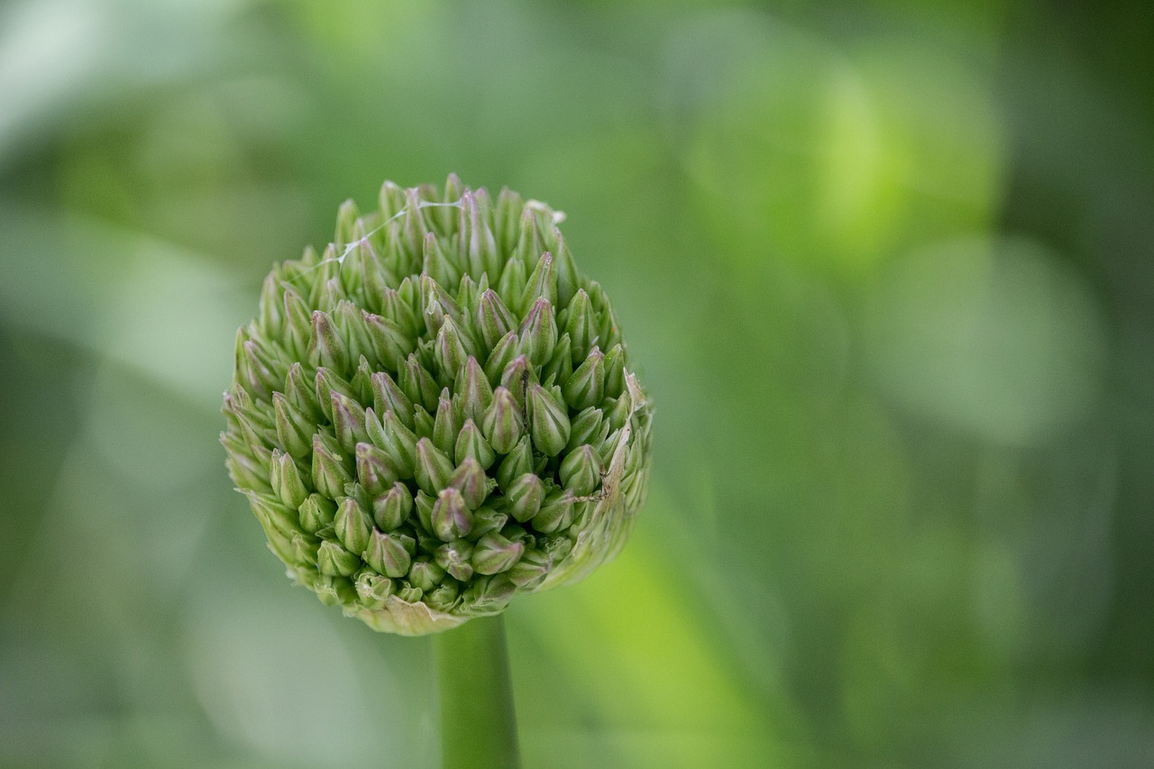 Image - bud early blossom ornamental onion