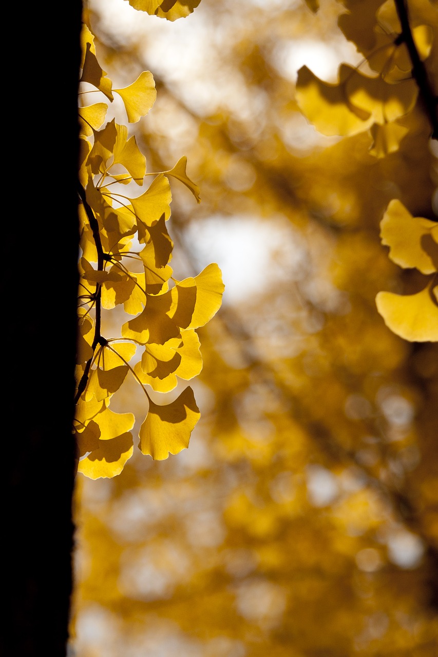 Image - ginkgo autumn leaves yellow leaf