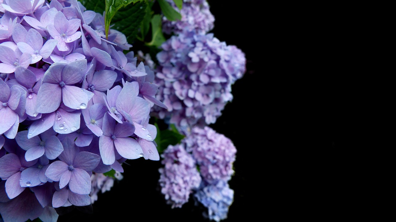 Image - hydrangea flower blossom bloom