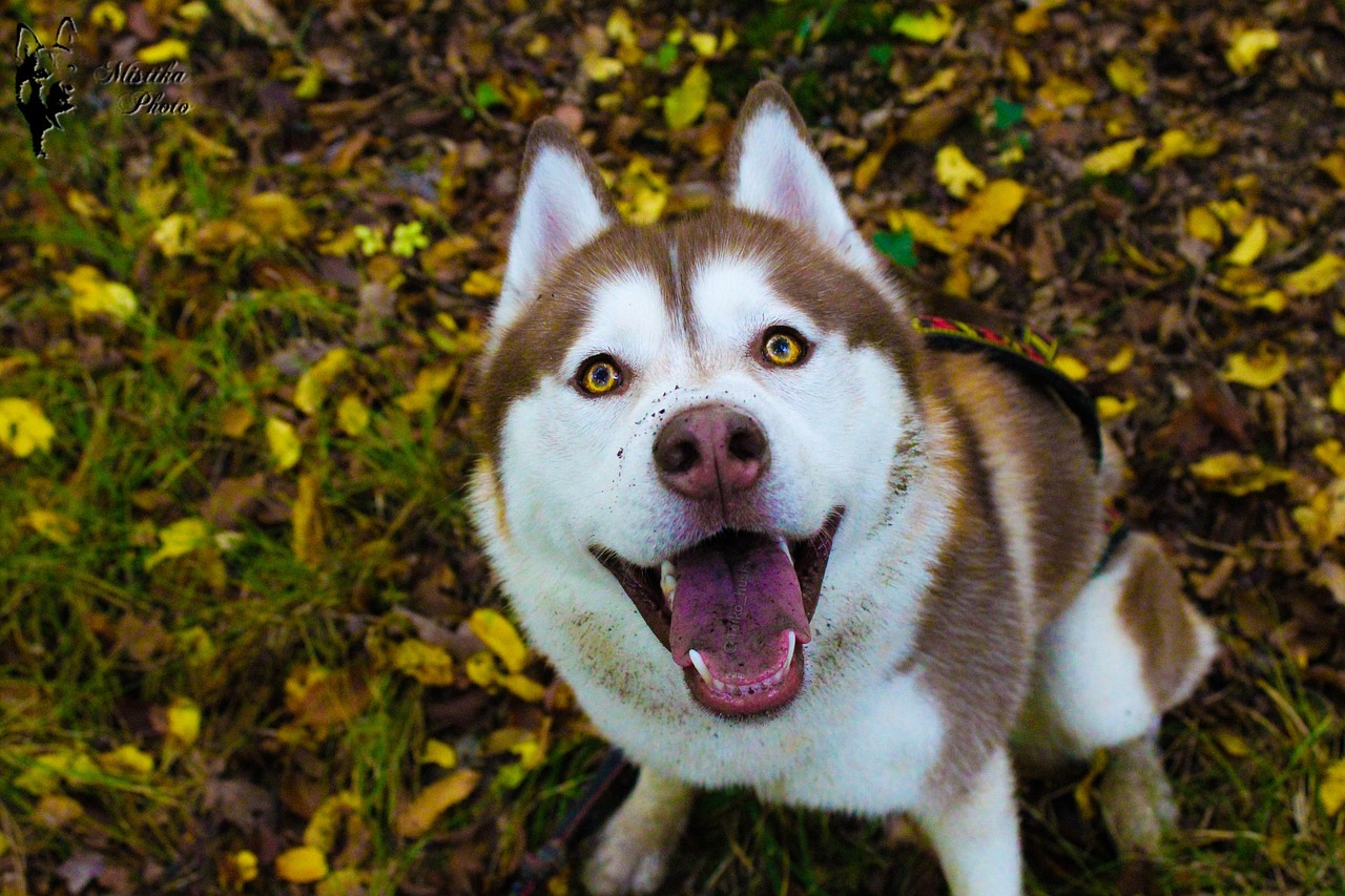 Image - husky huskies dog chocolate