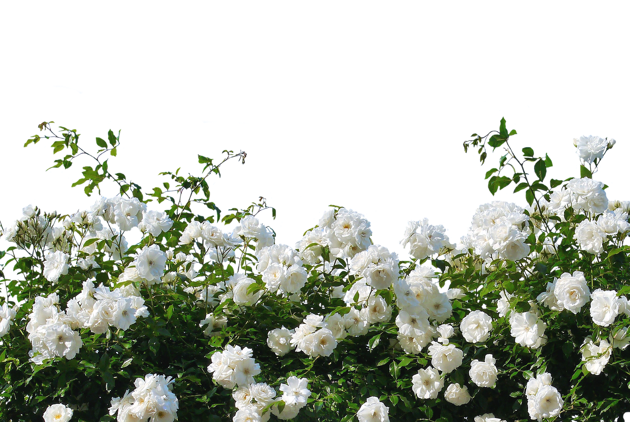 Image - roses white roses nature blossom