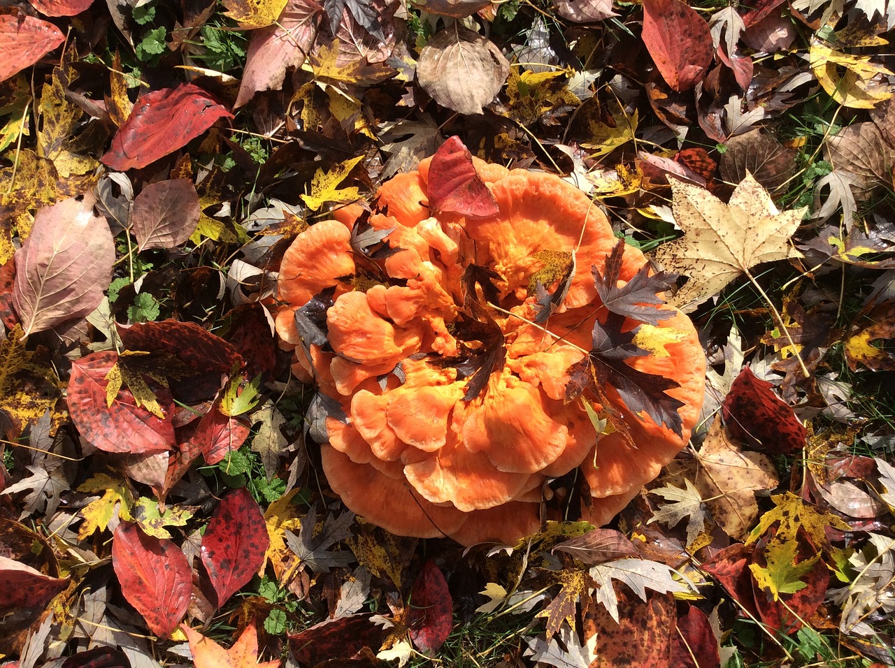 Image - fungus fall autumn orange leaf
