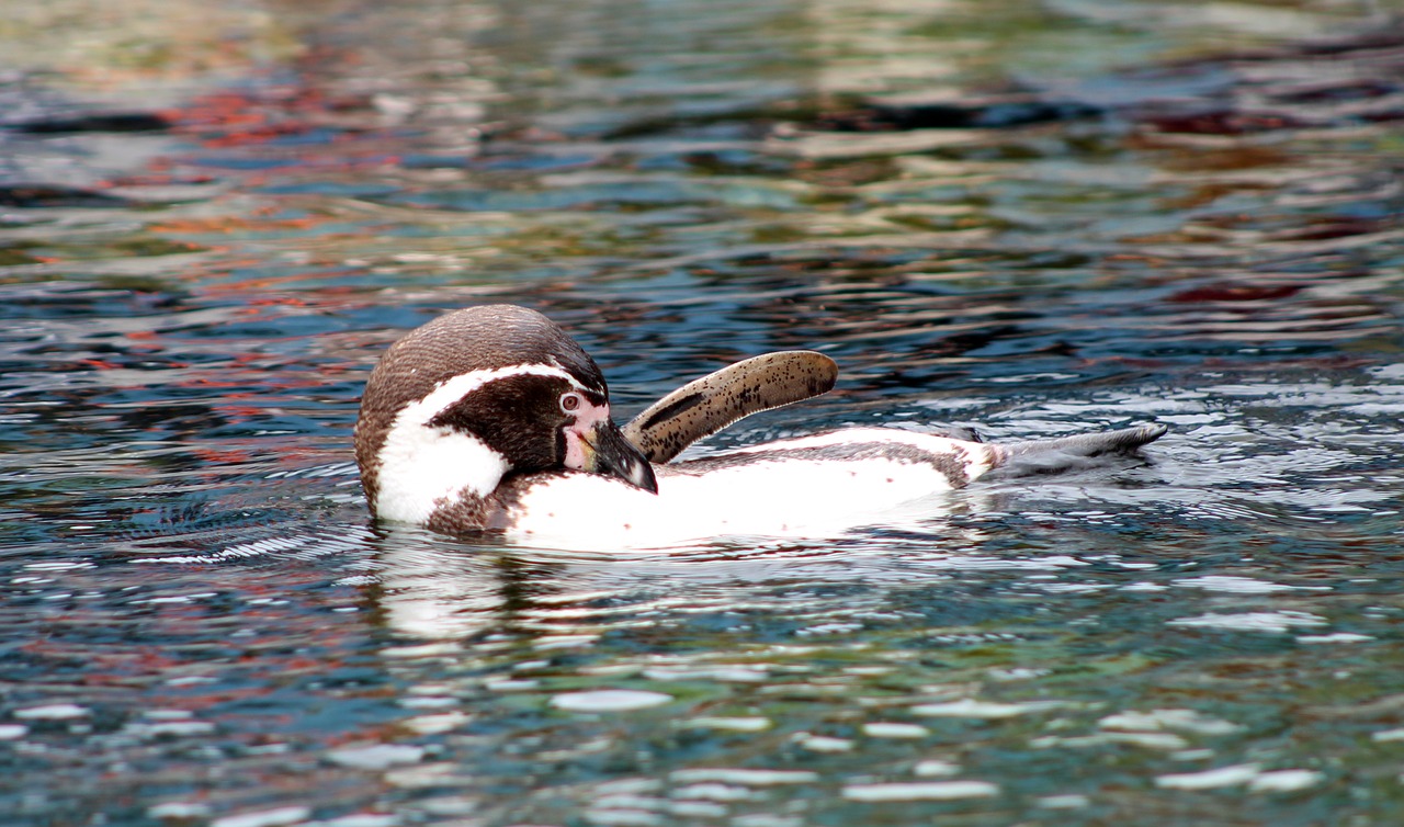 Image - penguin water nature wildlife bird