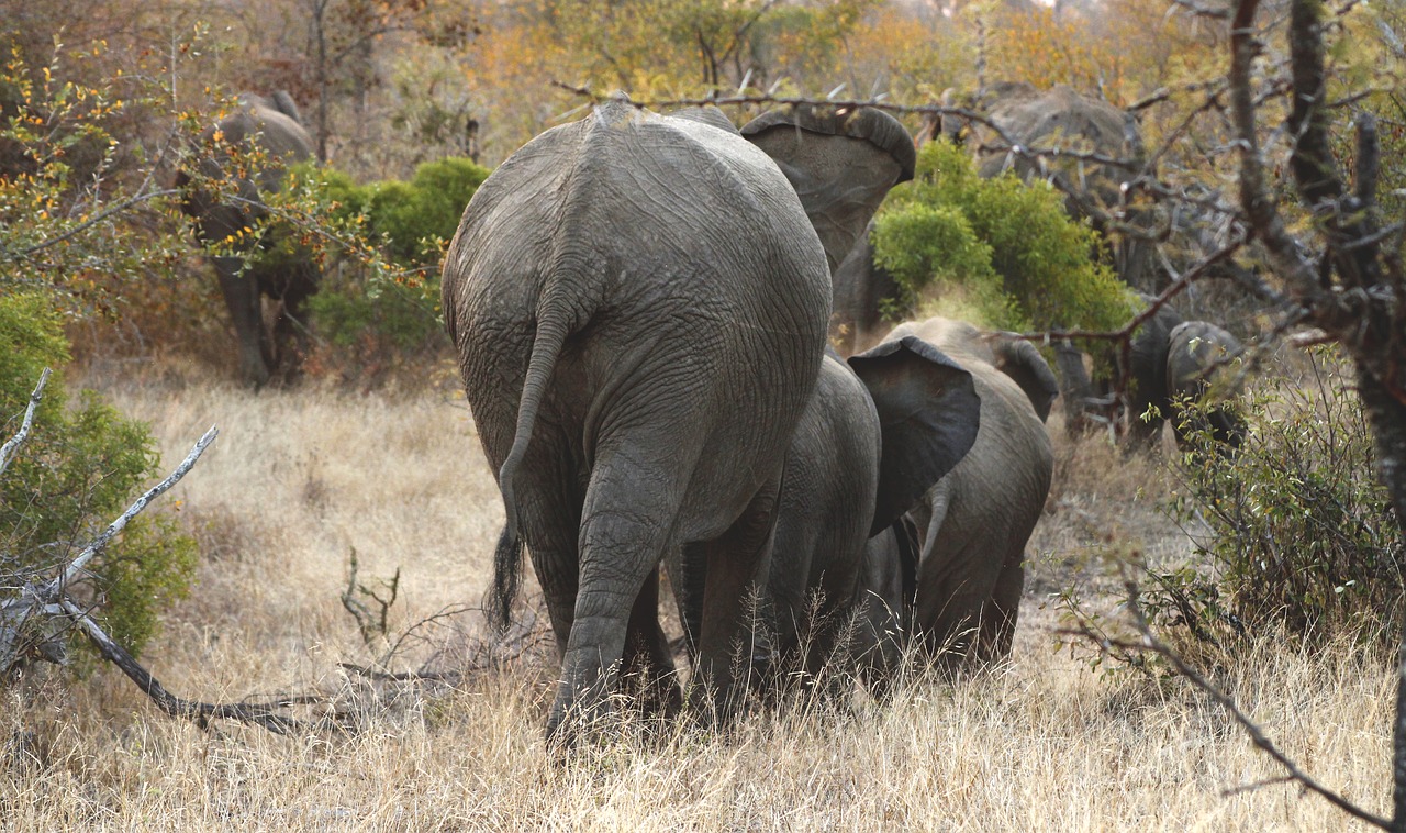 Image - elephants herd wildlife wild