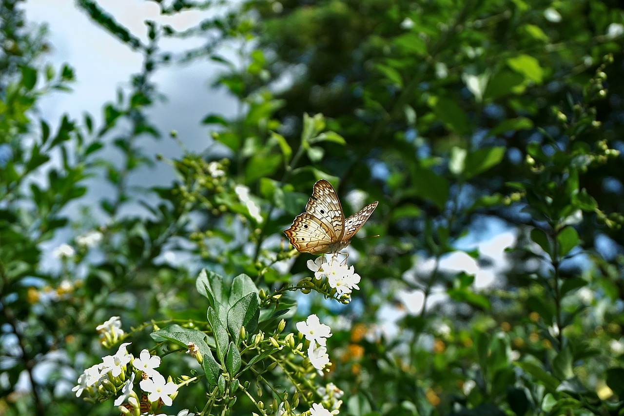 Image - butterfly insect wings leafs sky