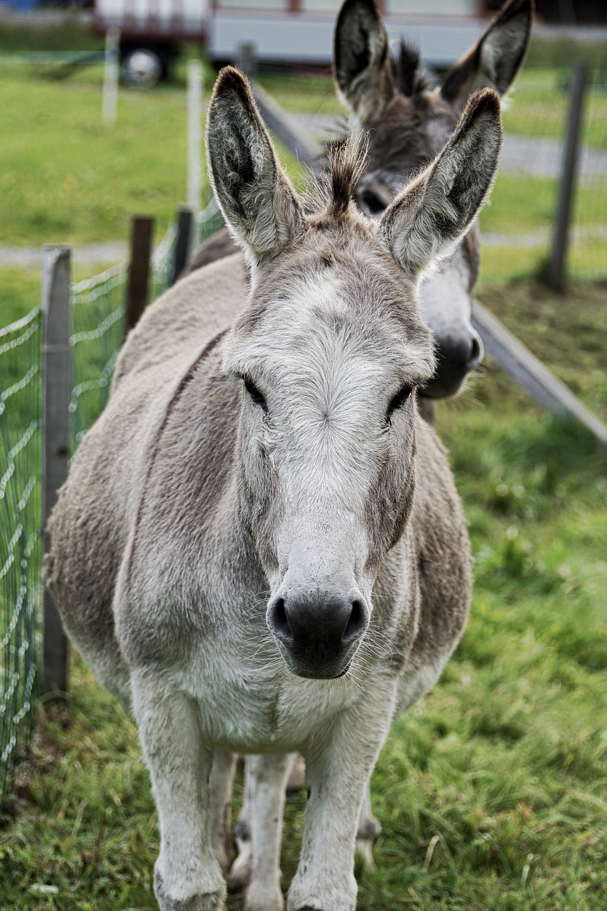 Image - donkey animal beast of burden