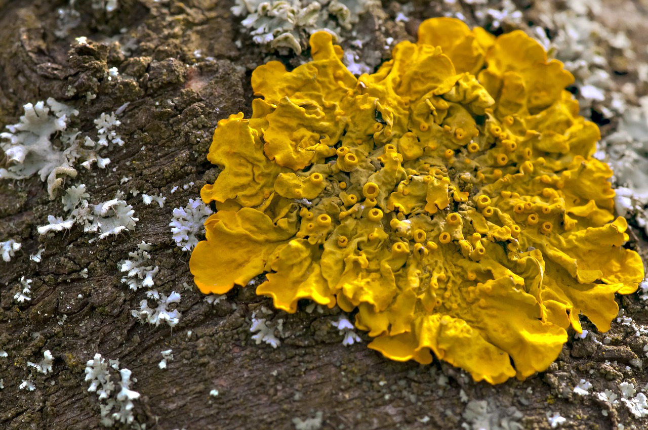 Image - macro mushroom tree