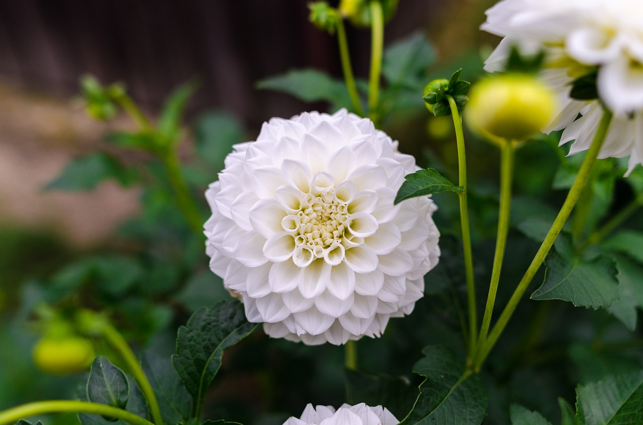 Image - dahlia floral flower white