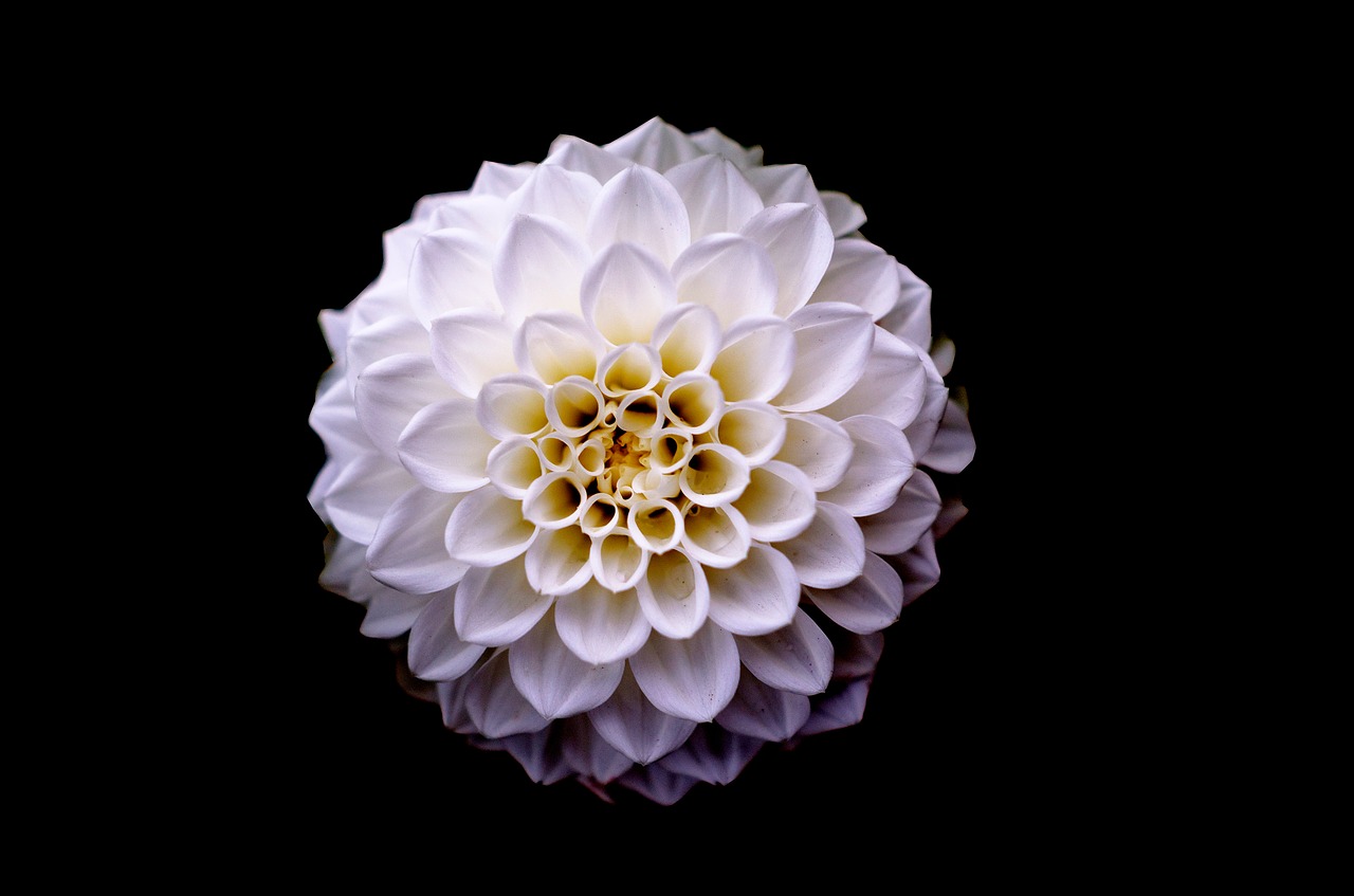 Image - dahlia floral flower white