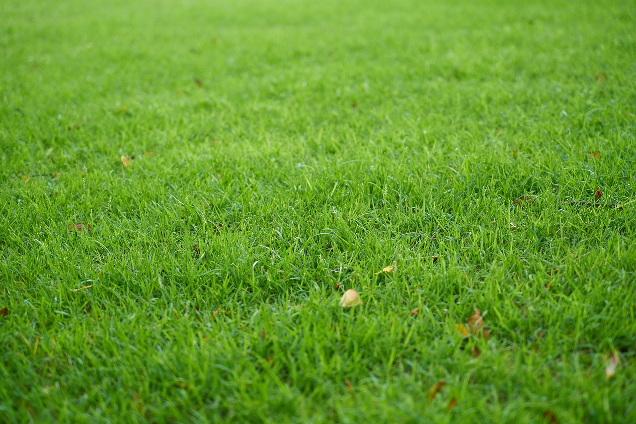 Image - grass green nature background