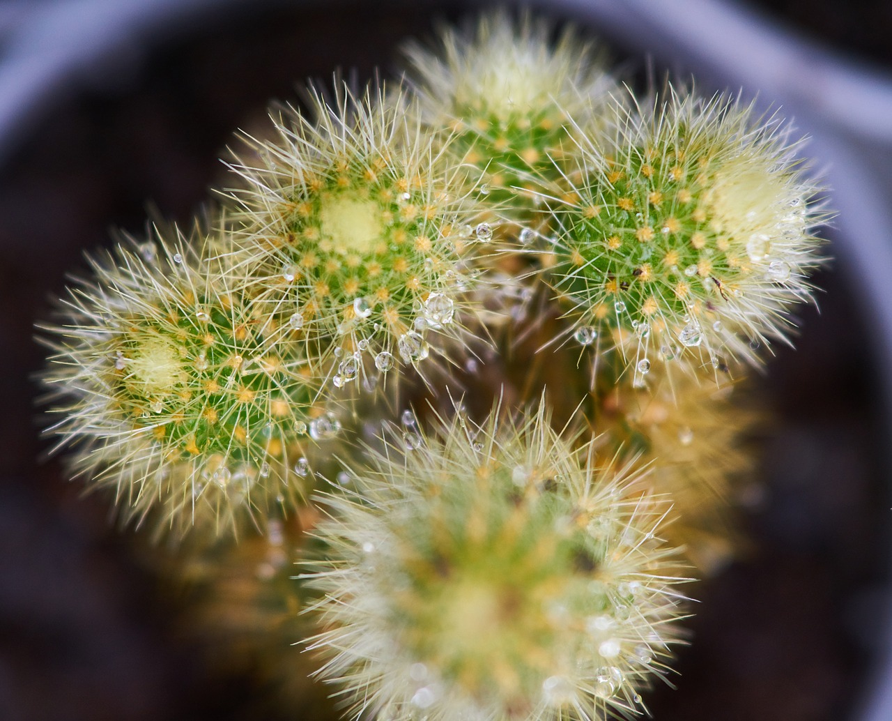 Image - cactus flower plant dea macro