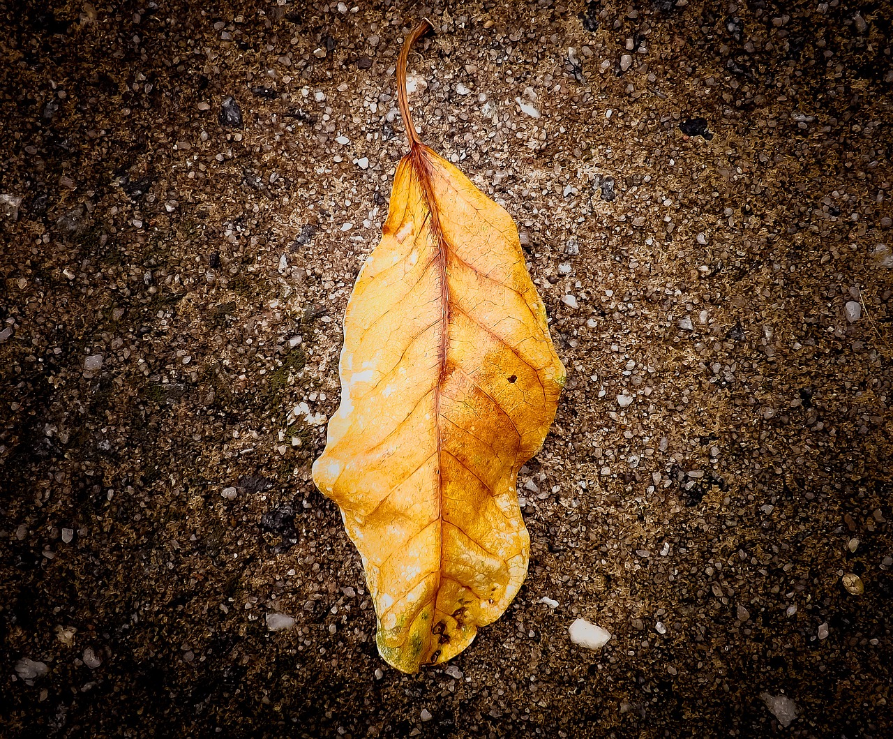 Image - leaf ground forest autumn yellow