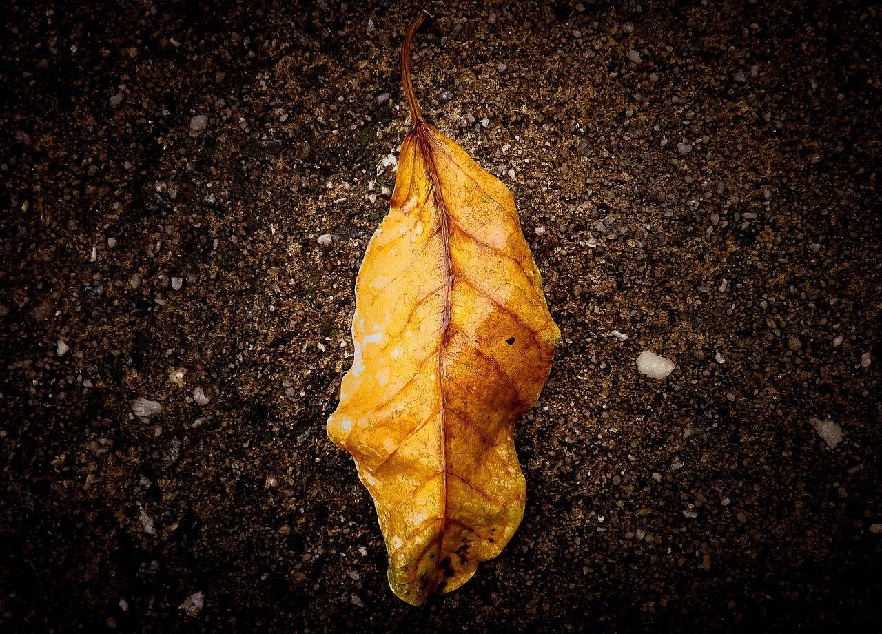 Image - leaf nature fallen leaves foliage