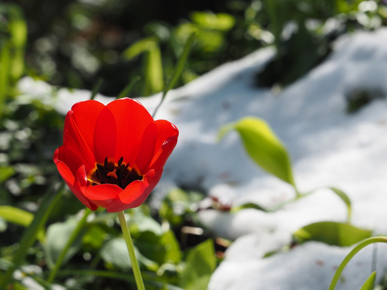 Image - tulip snow spring