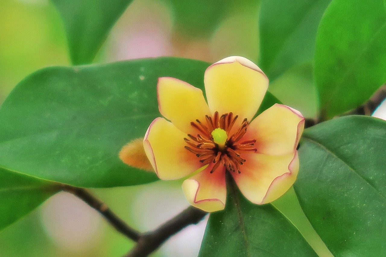 Image - flower smiling plant yellow green