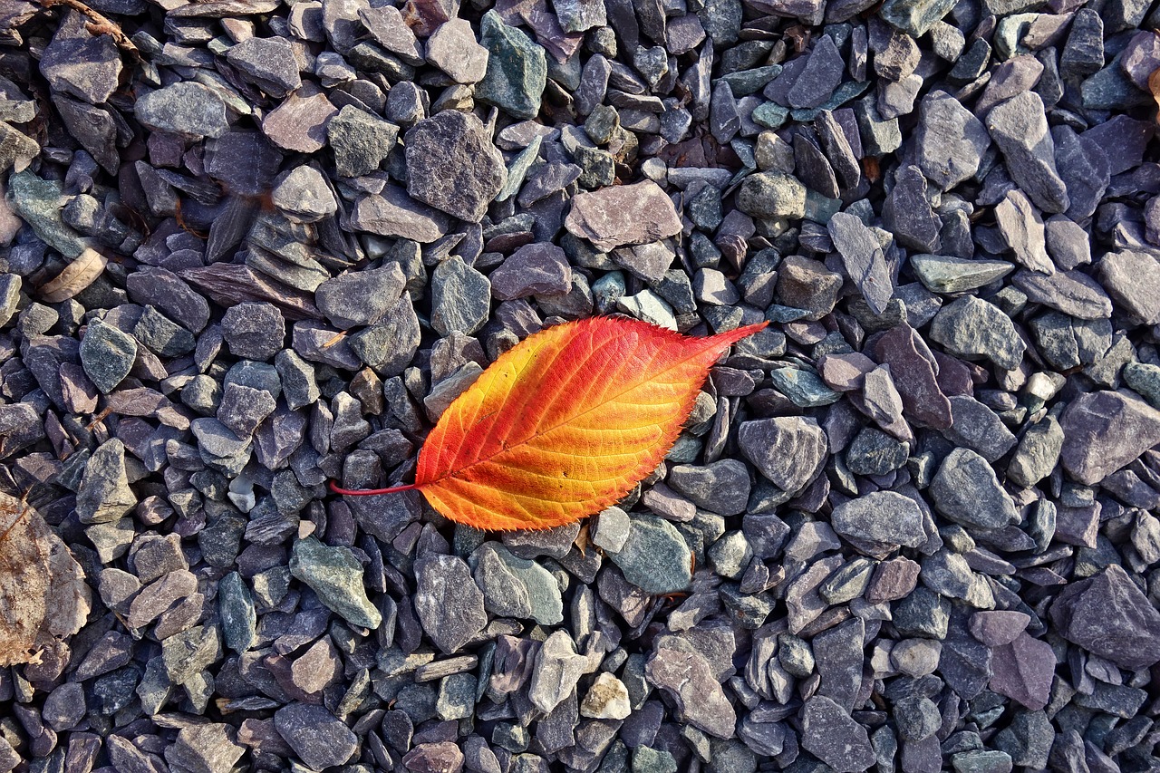 Image - leaf autumn leaf red yellow