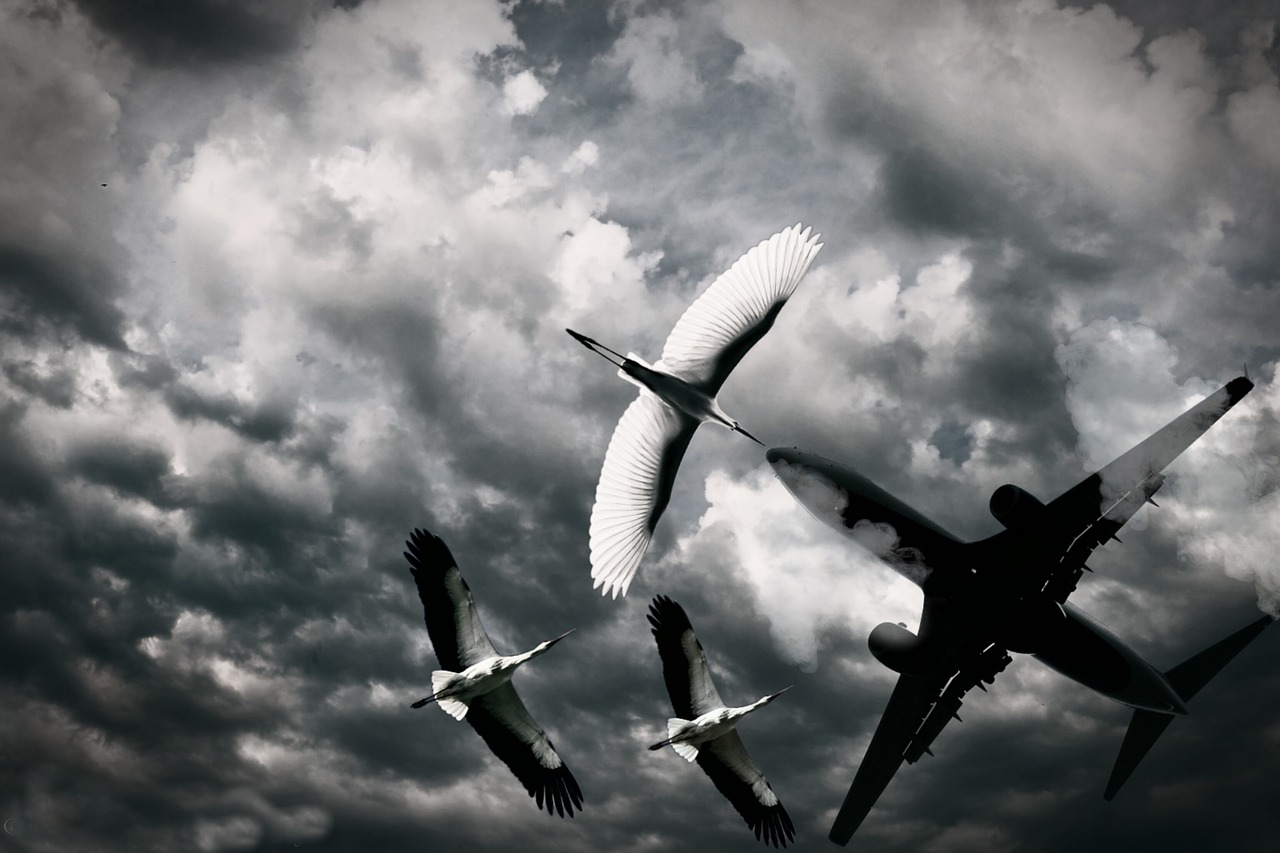 Image - bird aeroplane sky flying wings