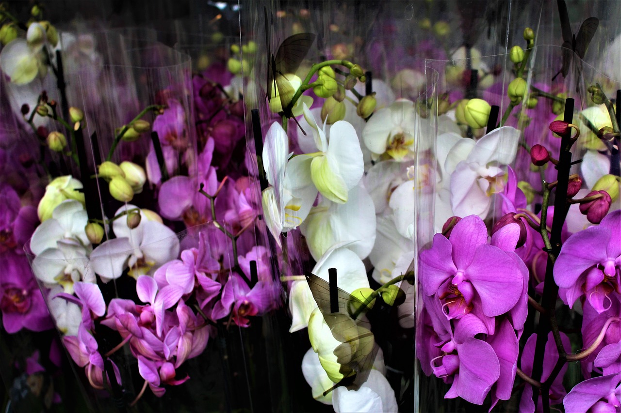 Image - orchid flowers flower potted plant