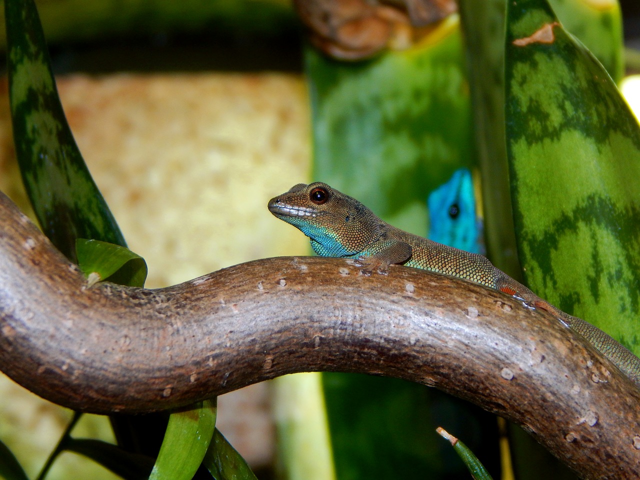 Image - gecko dwarf gecko reptile