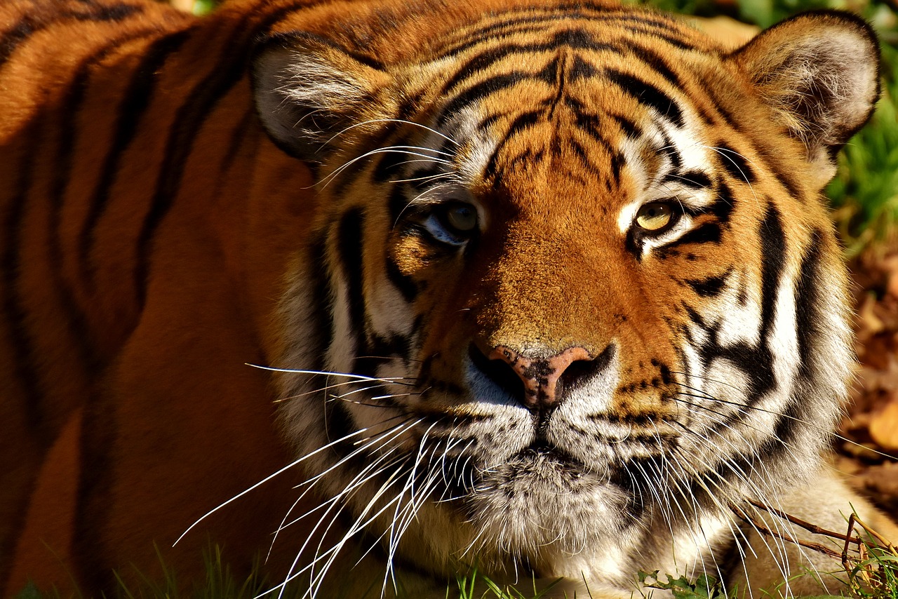 Image - tiger predator lurking fur