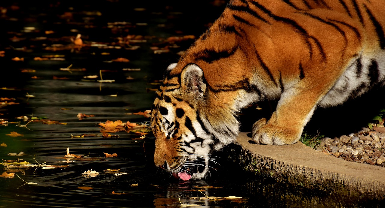 Image - tiger predator fur beautiful